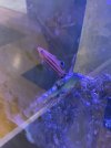 IMG_6599.jpeg