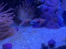 BLUESTAR-080622.jpg