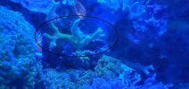 Yellow branching Montipora.jpg