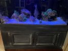 fish tank.jpg