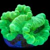 neon-green-candycane.jpg