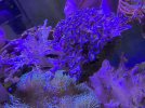 IMG_1256.jpeg