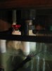 fishies 027 431x575.jpg