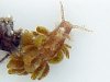 dc_nudibranch_tb.jpg