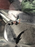 75D82F35-67F0-49C2-BD13-B40D5935D06E.jpeg