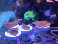 IMG_7285.jpg
