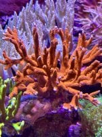 IMG_0406.jpeg