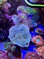 IMG_0409.jpeg