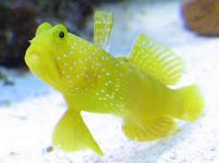 Yellow_Watchman_grande.jpg