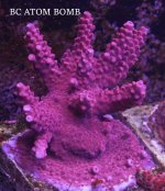 BC ATOM BOMB.JPG