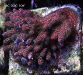 BC DOG BOY.JPG