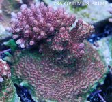 TSA OPTIMUS PRIME.JPG