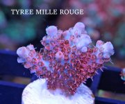 TYREE MILLE ROUGE.A.JPG