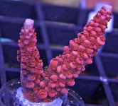 WWC CHERRY BLOSSOM.JPG