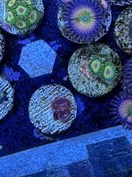 IMG_2734.jpeg