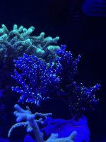 ED09271A-2721-43CA-A886-A8D862DE33B5.jpeg
