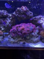 Shroom Rock.JPG