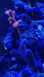 IMG_2132.jpeg