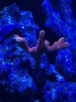 IMG_2126.jpeg