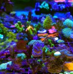 IMG_3571.jpeg