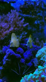 IMG_0202.jpeg