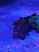 IMG_0852.jpeg