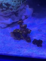 IMG_0850.jpeg
