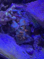 IMG_5538.jpeg