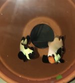 IMG_2453.jpeg