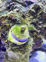 IMG_4246.jpeg