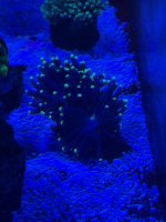 IMG_2418.jpeg