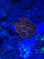 IMG_2413.jpeg