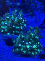 IMG_2406.jpeg