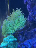 IMG_2401.jpeg