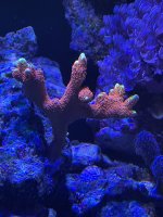 IMG_2390.jpeg
