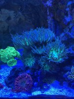 IMG_2385.jpeg