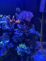 IMG_2387.jpeg