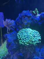 IMG_2389.jpeg