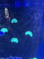 IMG_2277.jpeg