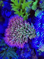 IMG_2357.jpeg