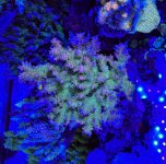 IMG_2355.jpeg