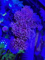 IMG_2352.jpeg