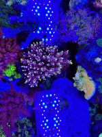 IMG_2353.jpeg