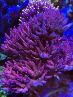 IMG_2342.jpeg