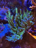 IMG_2345.jpeg