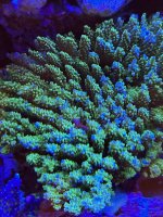 IMG_2341.jpeg