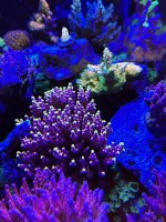 IMG_2343.jpeg
