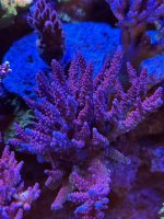 IMG_2344.jpeg