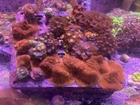 IMG_0081.jpeg
