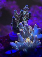 IMG_7761.jpeg